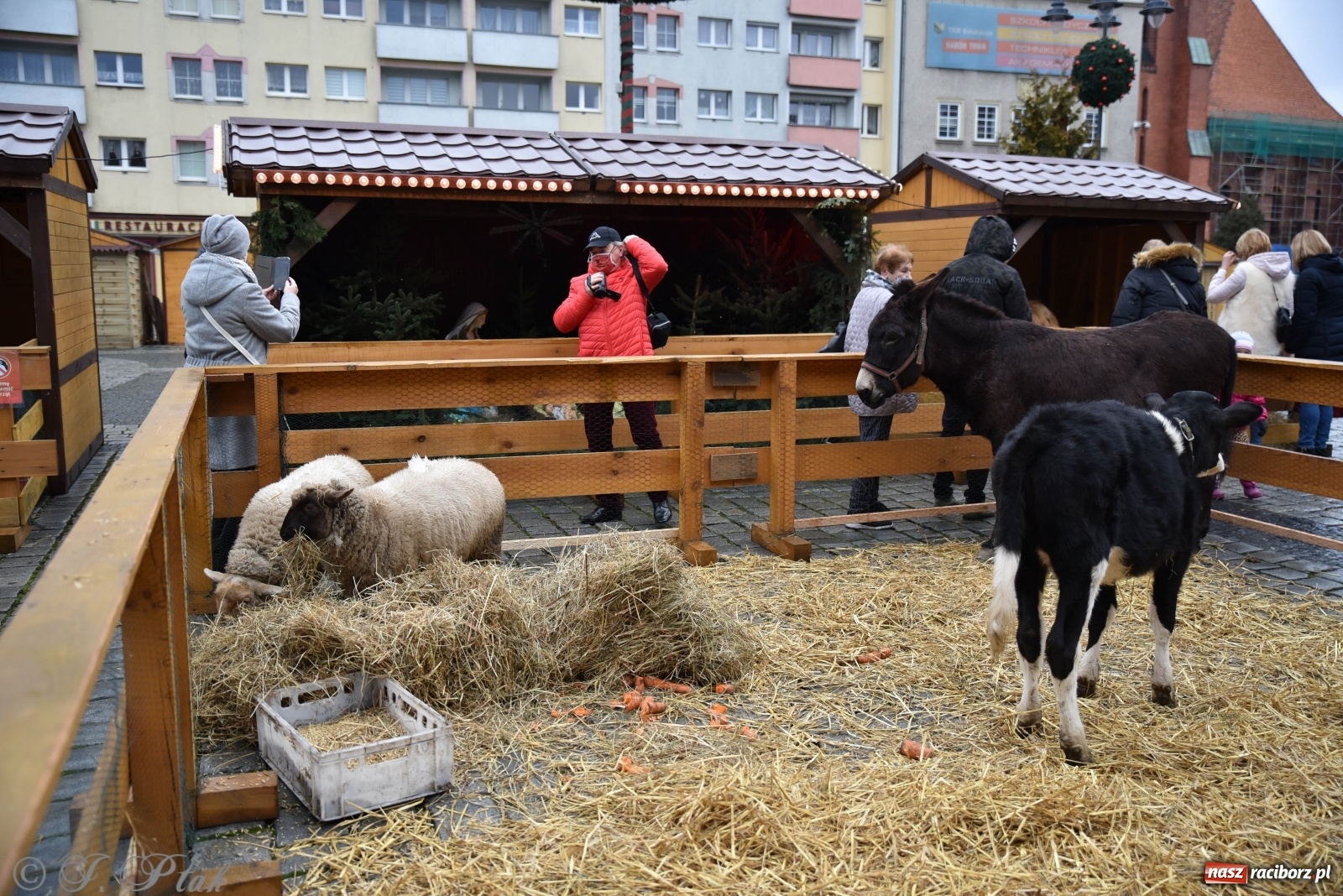 Zdjęcie w galerii na portalu naszraciborz.pl: Szopka z żywymi zwierzętami na Rynku [FOTO] wiadomości z regionu