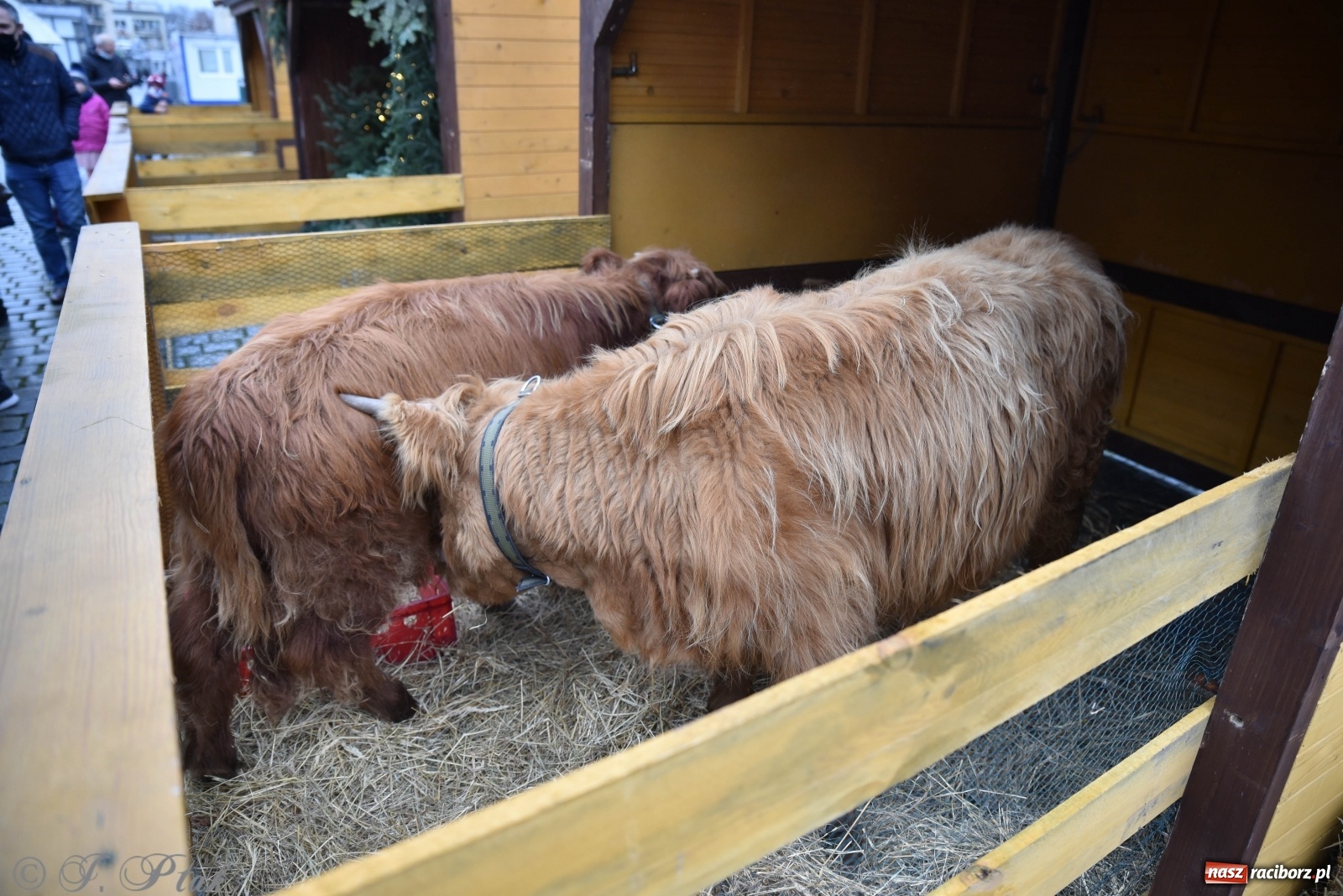 Zdjęcie w galerii na portalu naszraciborz.pl: Szopka z żywymi zwierzętami na Rynku [FOTO] wiadomości z regionu
