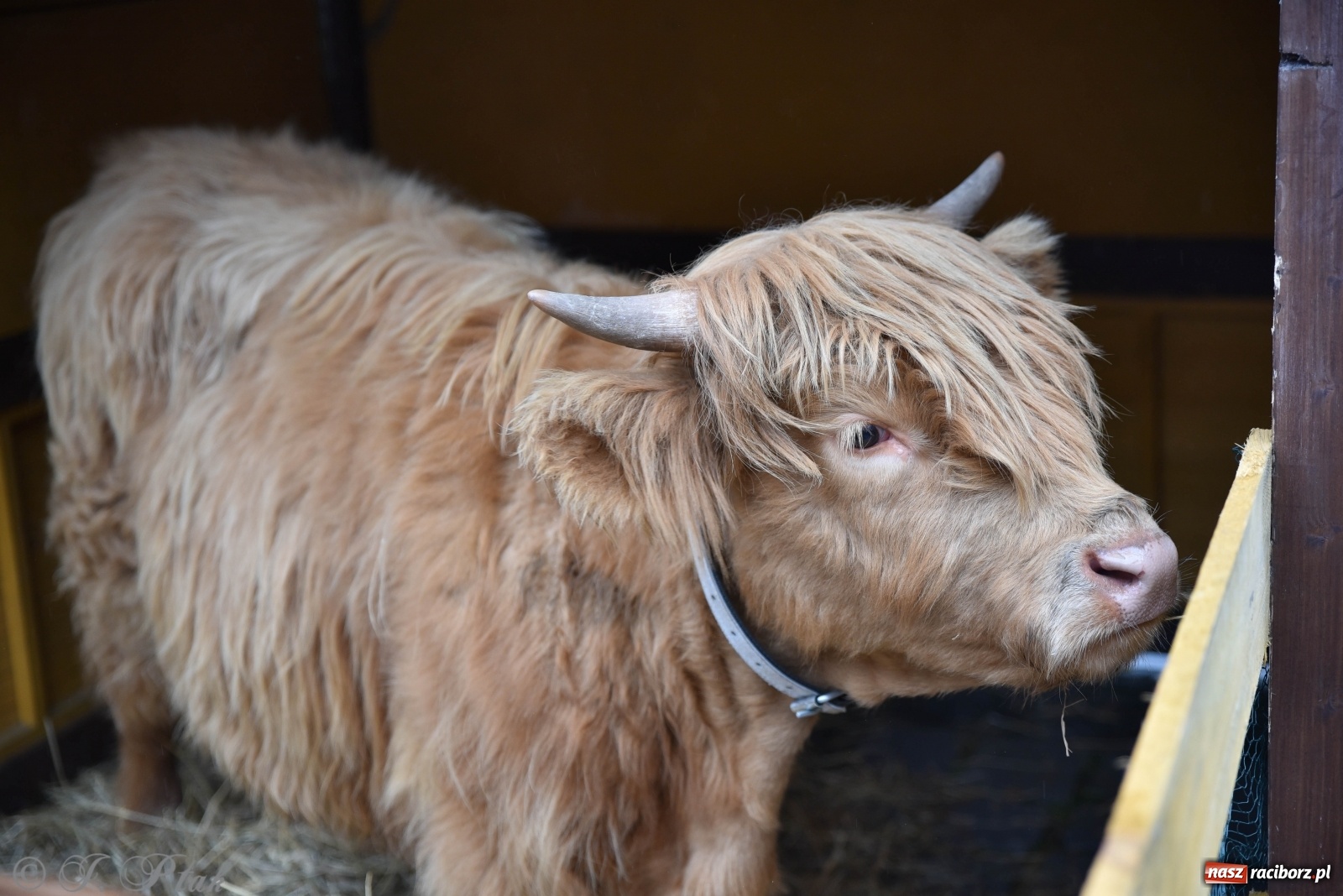 Zdjęcie w galerii na portalu naszraciborz.pl: Szopka z żywymi zwierzętami na Rynku [FOTO] wiadomości z regionu