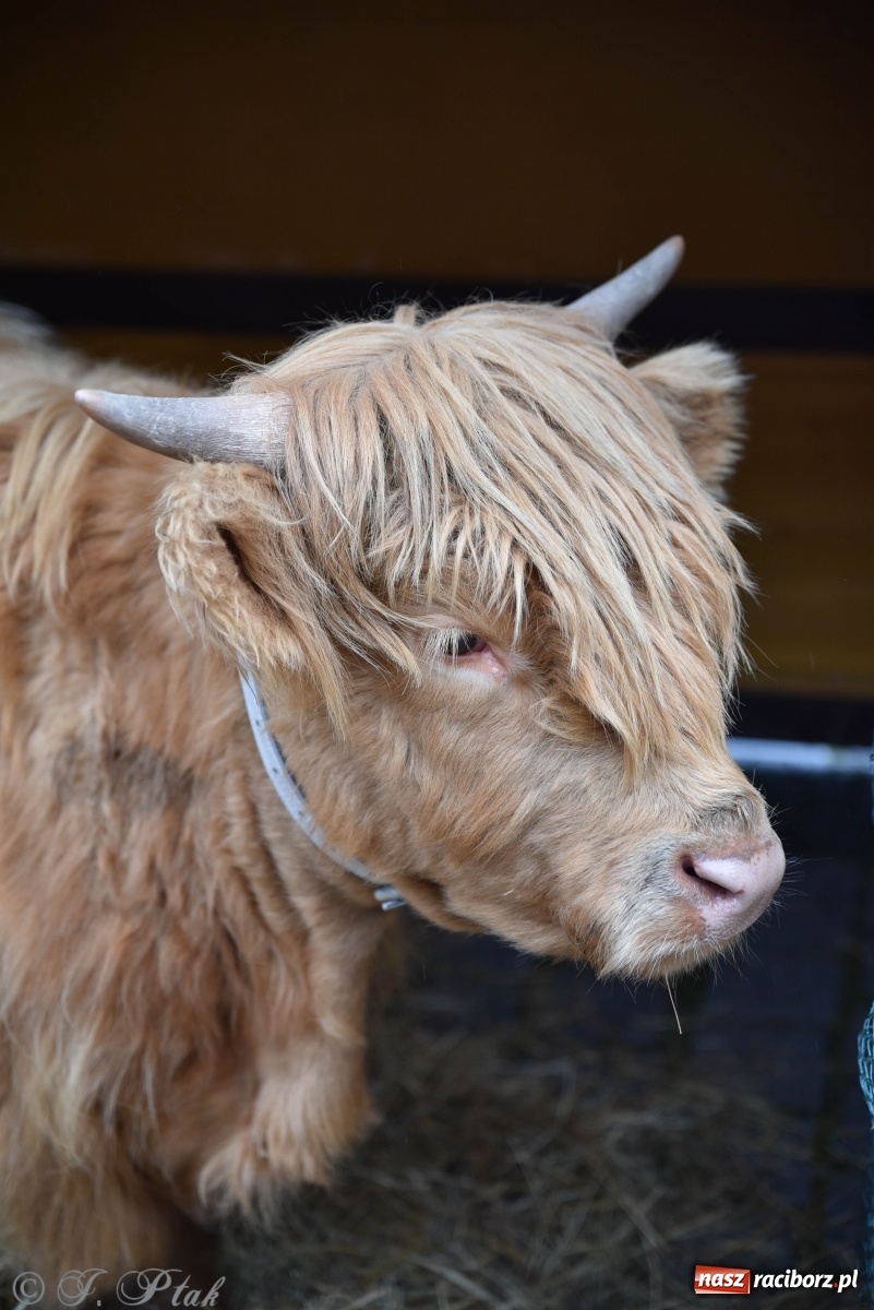 Zdjęcie w galerii na portalu naszraciborz.pl: Szopka z żywymi zwierzętami na Rynku [FOTO] wiadomości z regionu