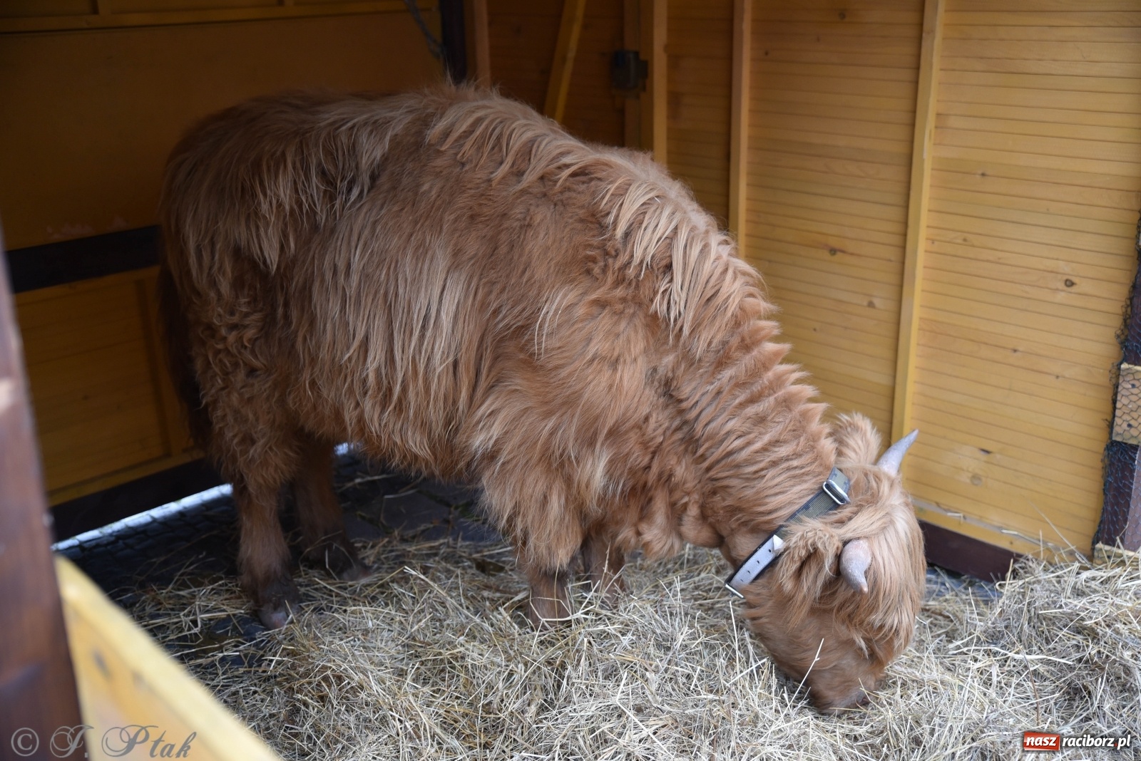 Zdjęcie w galerii na portalu naszraciborz.pl: Szopka z żywymi zwierzętami na Rynku [FOTO] wiadomości z regionu