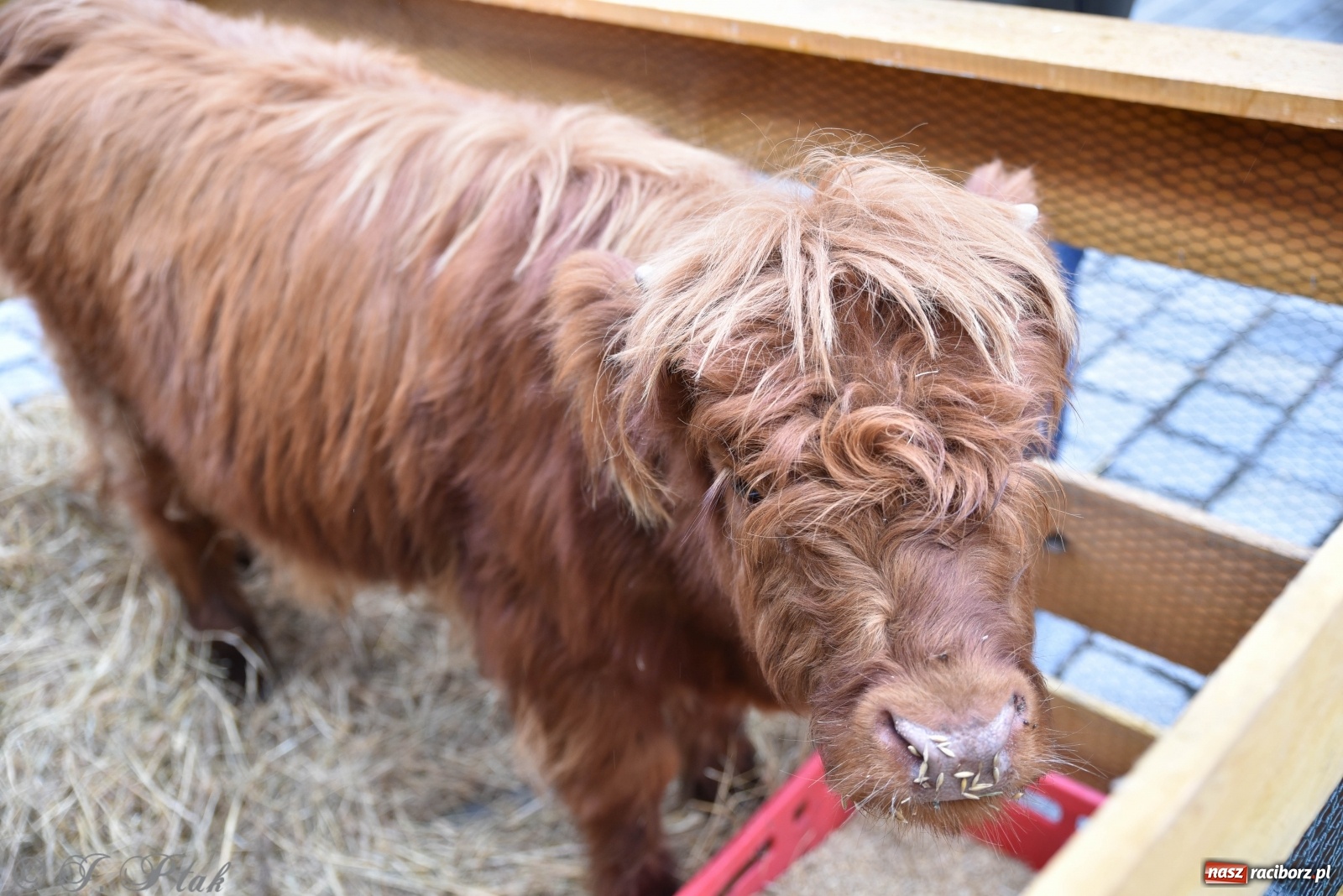 Zdjęcie w galerii na portalu naszraciborz.pl: Szopka z żywymi zwierzętami na Rynku [FOTO] wiadomości z regionu