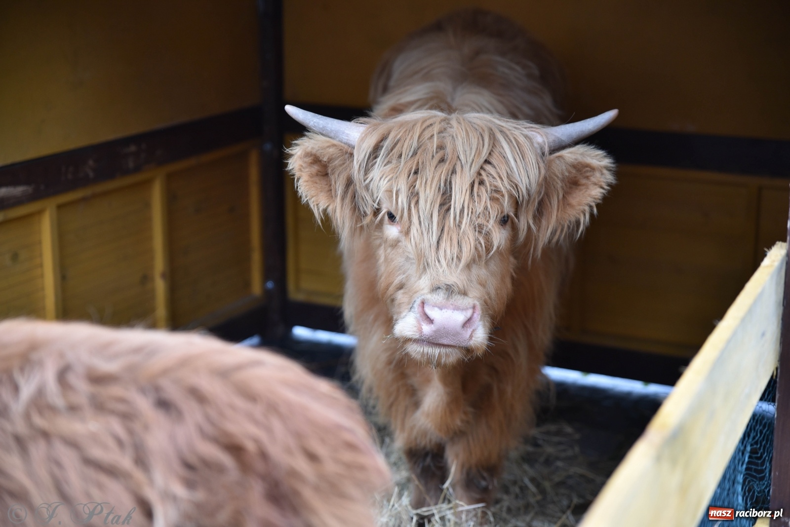 Zdjęcie w galerii na portalu naszraciborz.pl: Szopka z żywymi zwierzętami na Rynku [FOTO] wiadomości z regionu