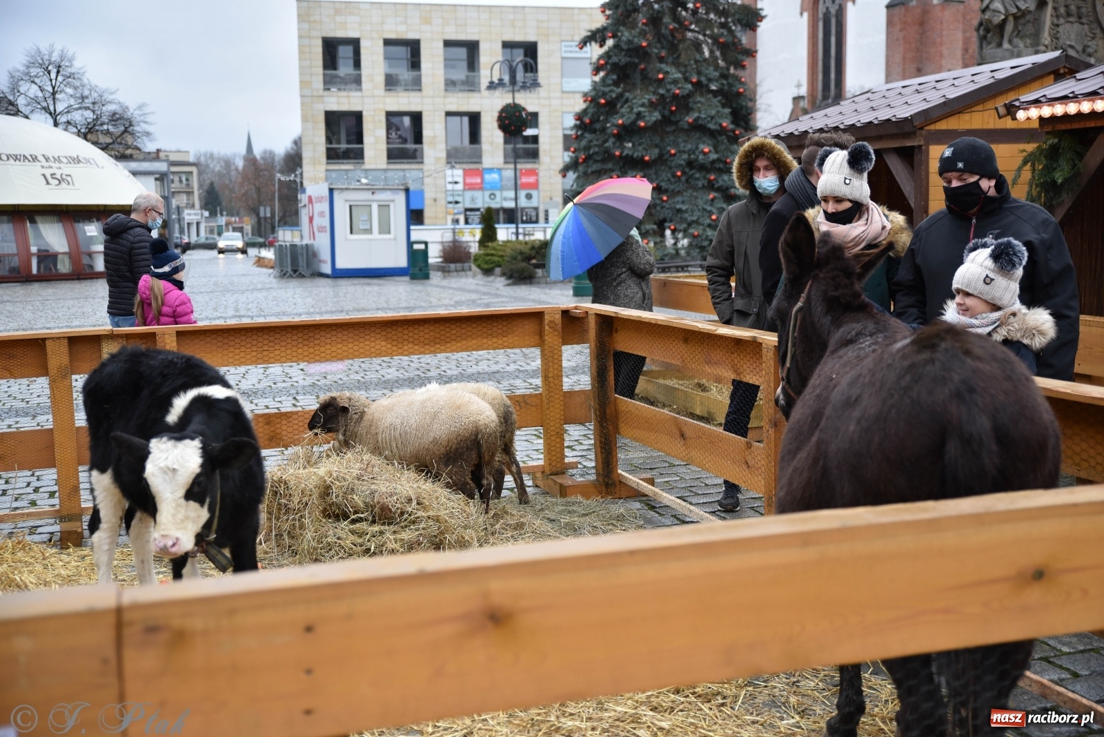 Zdjęcie w galerii na portalu naszraciborz.pl: Szopka z żywymi zwierzętami na Rynku [FOTO] wiadomości z regionu