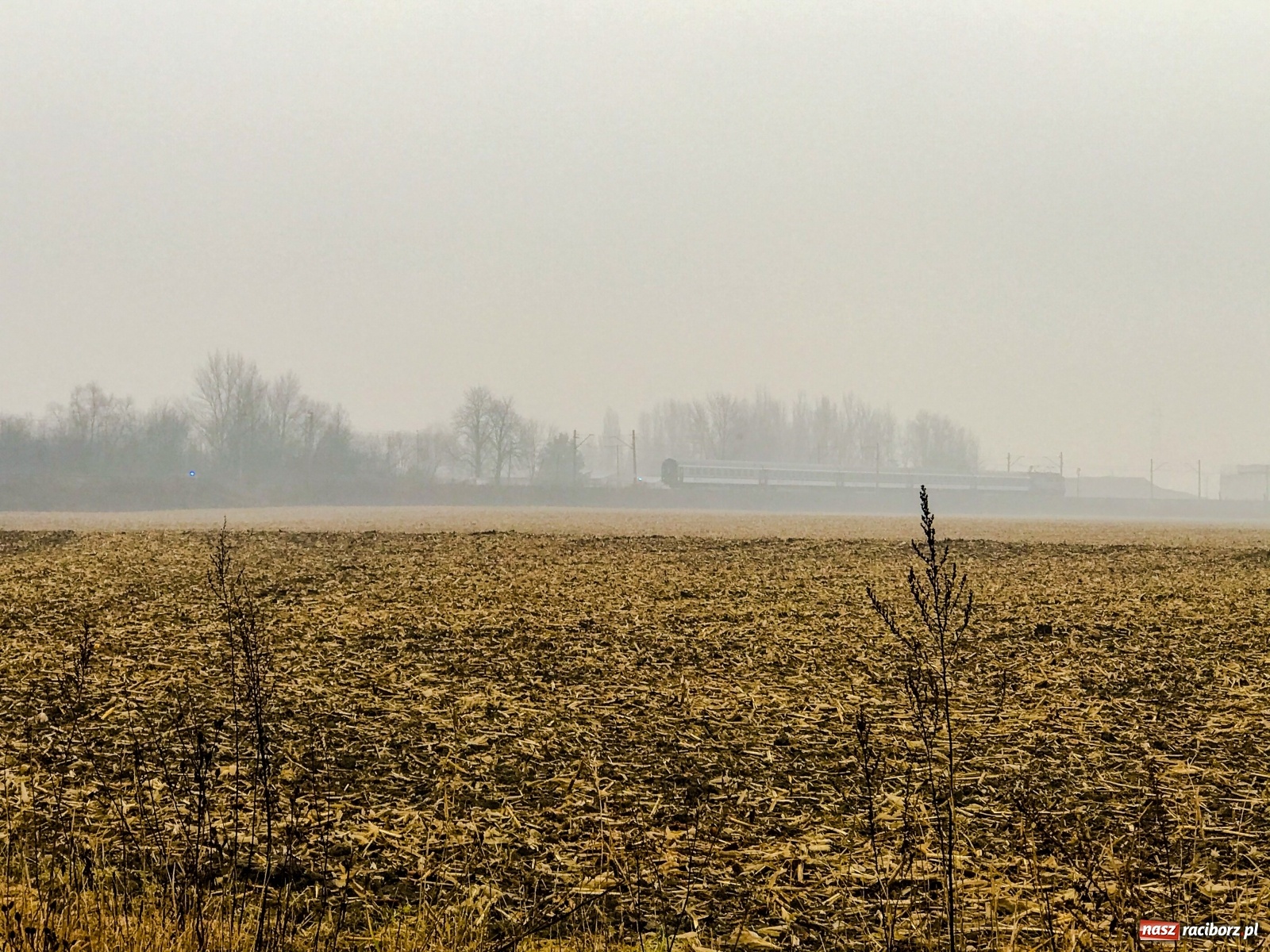 Zdjęcie w galerii na portalu naszraciborz.pl: Śmiertelne potrącenie na trasie Racibórz-Markowice [FOTO] wiadomości z regionu