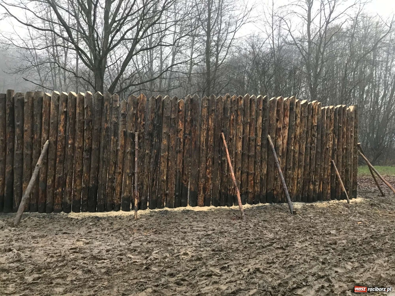 Zdjęcie w galerii na portalu naszraciborz.pl: Przy grodzie pod Oborą stanęła palisada wiadomości z regionu