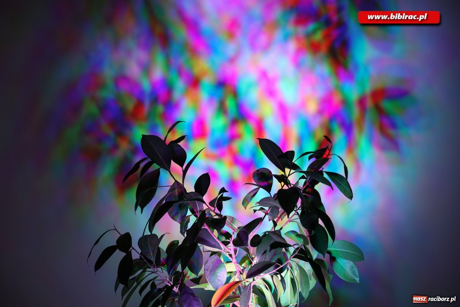 Zdjęcie w galerii na portalu naszraciborz.pl:  Kreatywna fotografia z raciborską biblioteką wiadomości z regionu