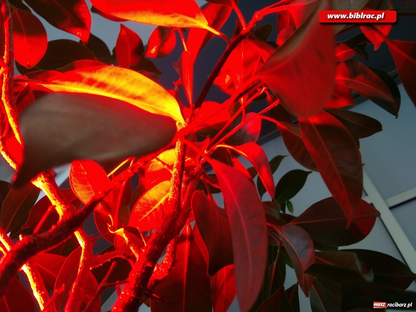 Zdjęcie w galerii na portalu naszraciborz.pl:  Kreatywna fotografia z raciborską biblioteką wiadomości z regionu