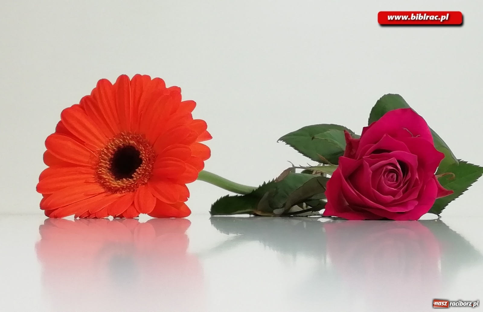 Zdjęcie w galerii na portalu naszraciborz.pl:  Kreatywna fotografia z raciborską biblioteką wiadomości z regionu