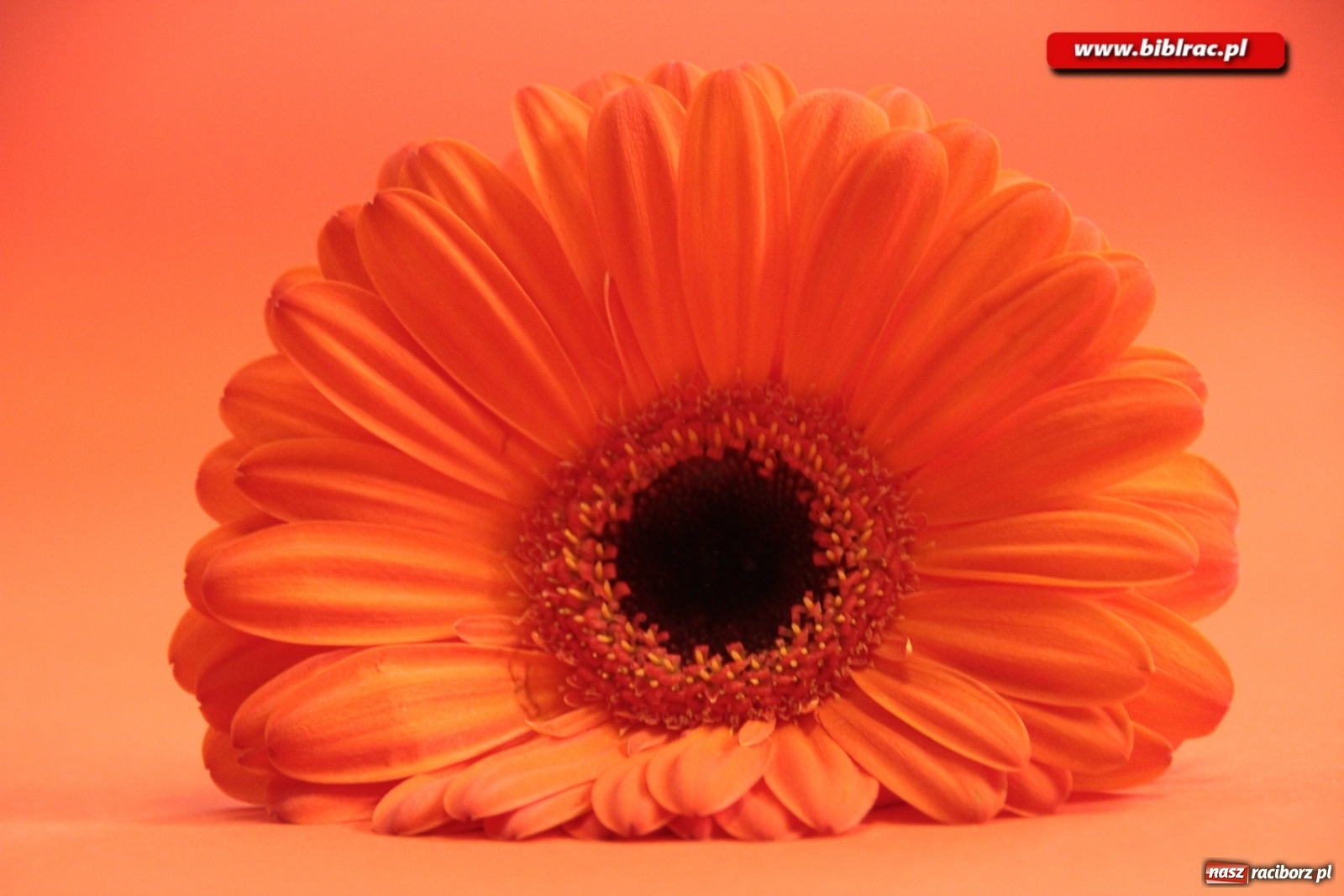 Zdjęcie w galerii na portalu naszraciborz.pl:  Kreatywna fotografia z raciborską biblioteką wiadomości z regionu