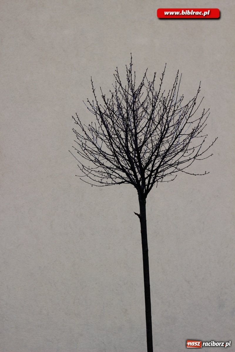 Zdjęcie w galerii na portalu naszraciborz.pl:  Kreatywna fotografia z raciborską biblioteką wiadomości z regionu