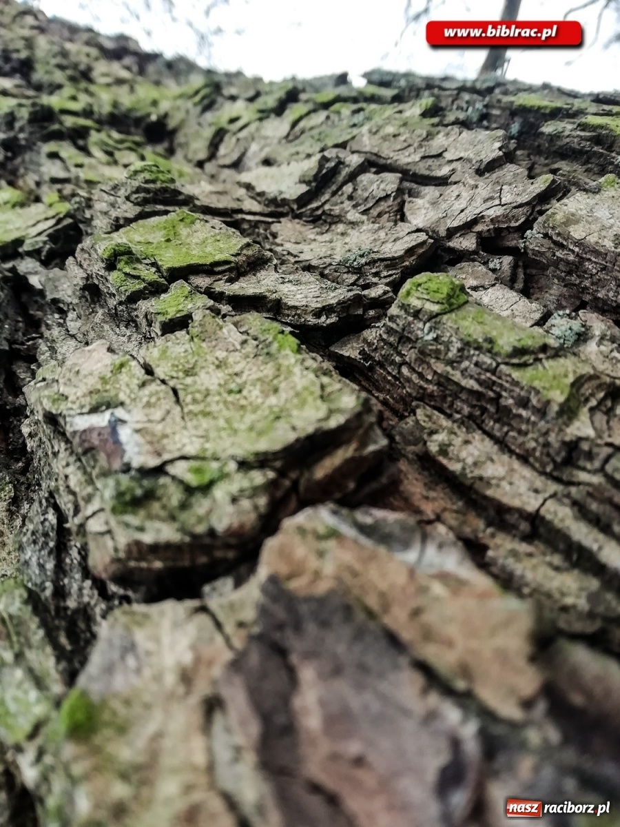 Zdjęcie w galerii na portalu naszraciborz.pl:  Kreatywna fotografia z raciborską biblioteką wiadomości z regionu