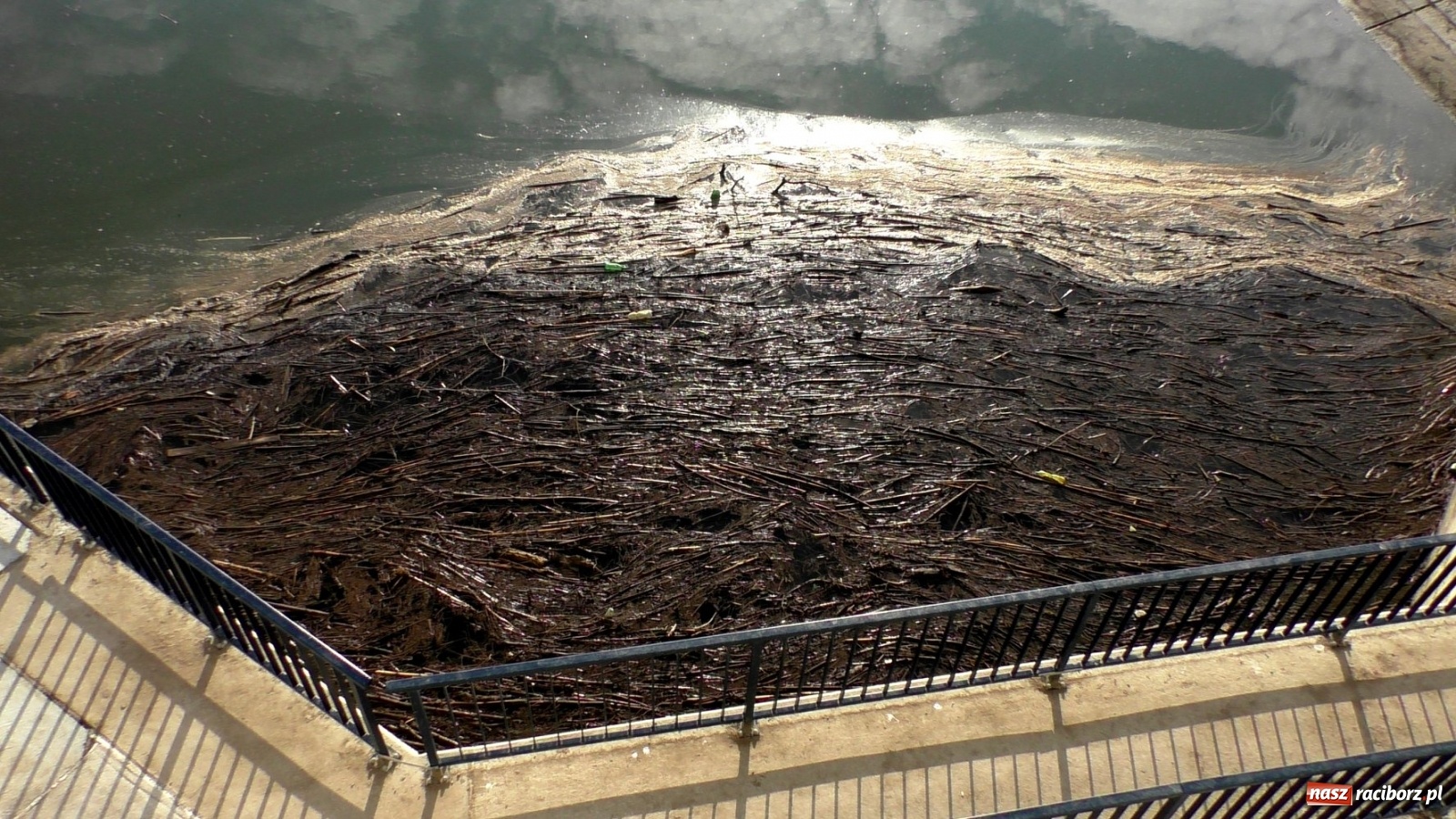 Zdjęcie w galerii na portalu naszraciborz.pl: Zator na Odrze za Rafako. Jak ma przepływać woda i ryby?  wiadomości z regionu