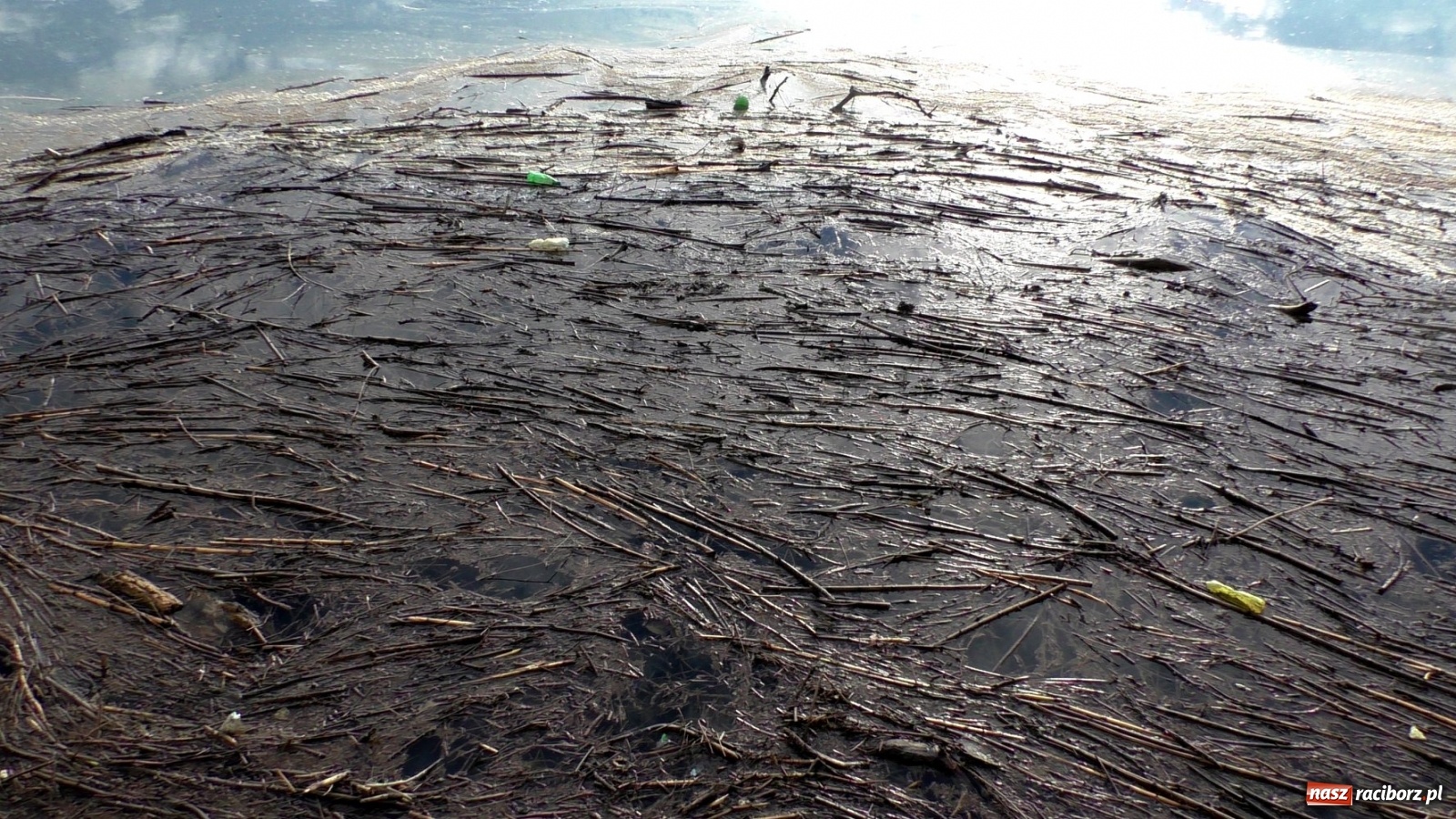 Zdjęcie w galerii na portalu naszraciborz.pl: Zator na Odrze za Rafako. Jak ma przepływać woda i ryby?  wiadomości z regionu