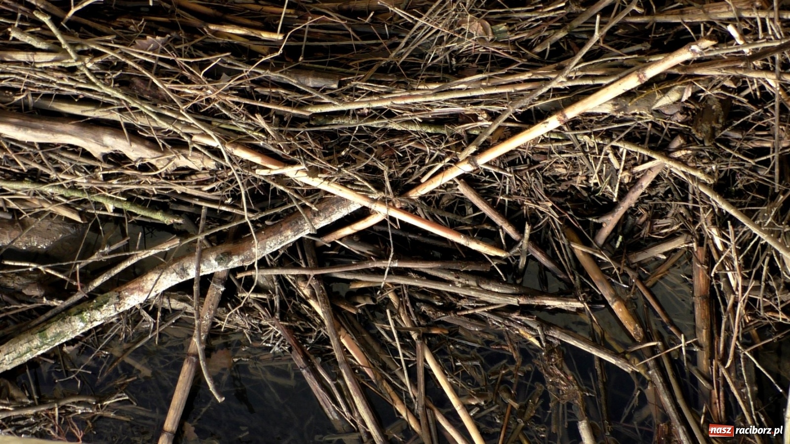 Zdjęcie w galerii na portalu naszraciborz.pl: Zator na Odrze za Rafako. Jak ma przepływać woda i ryby?  wiadomości z regionu