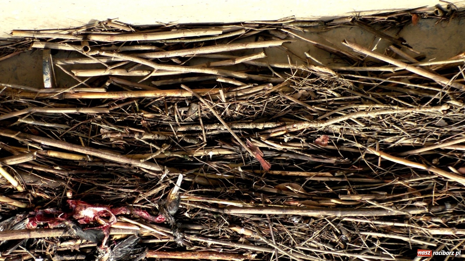 Zdjęcie w galerii na portalu naszraciborz.pl: Zator na Odrze za Rafako. Jak ma przepływać woda i ryby?  wiadomości z regionu