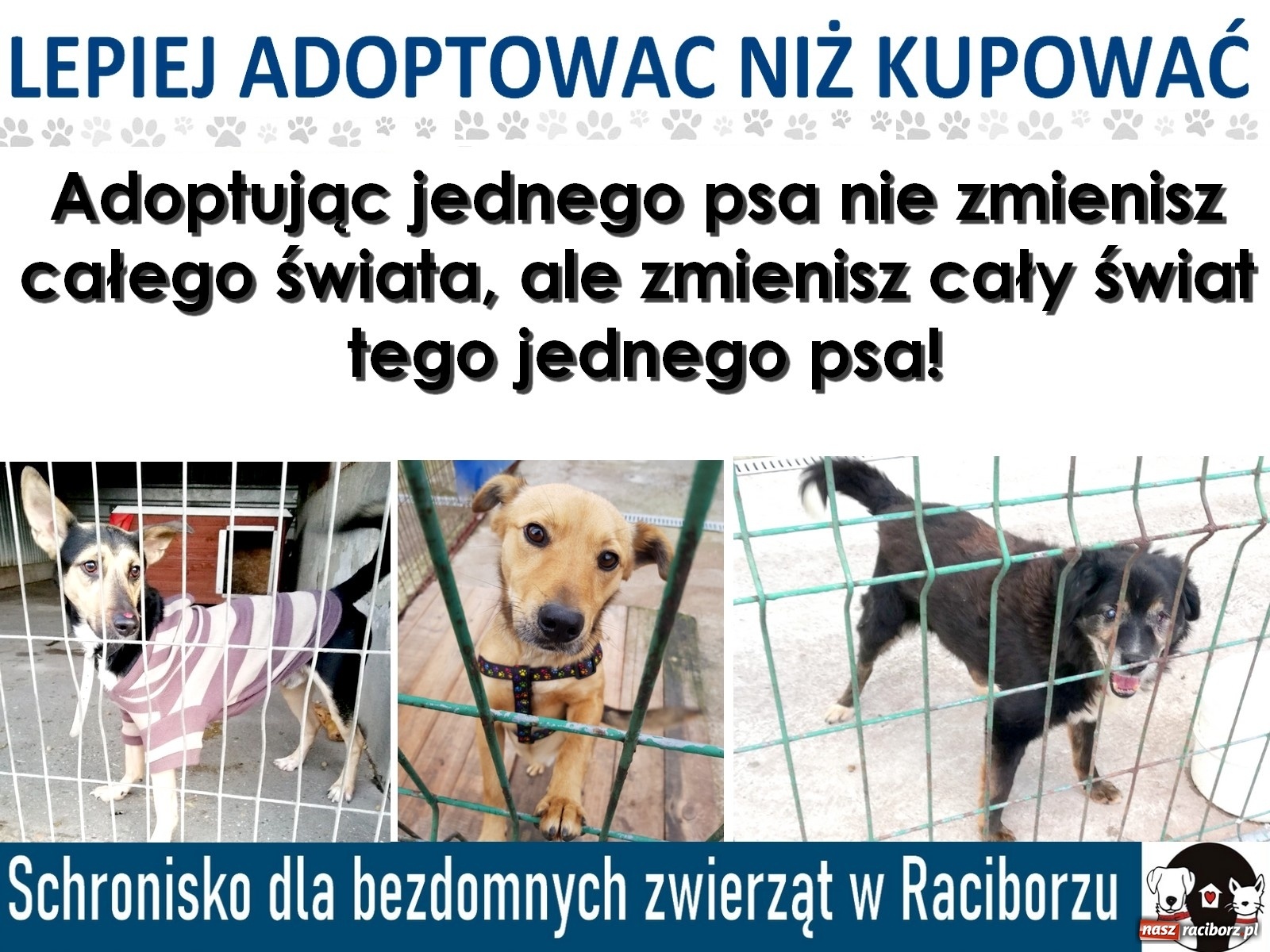 Zdjęcie w galerii na portalu naszraciborz.pl: Diecezjalne LO w Raciborzu pomaga zwierzakom. Dołącz do akcji wiadomości z regionu