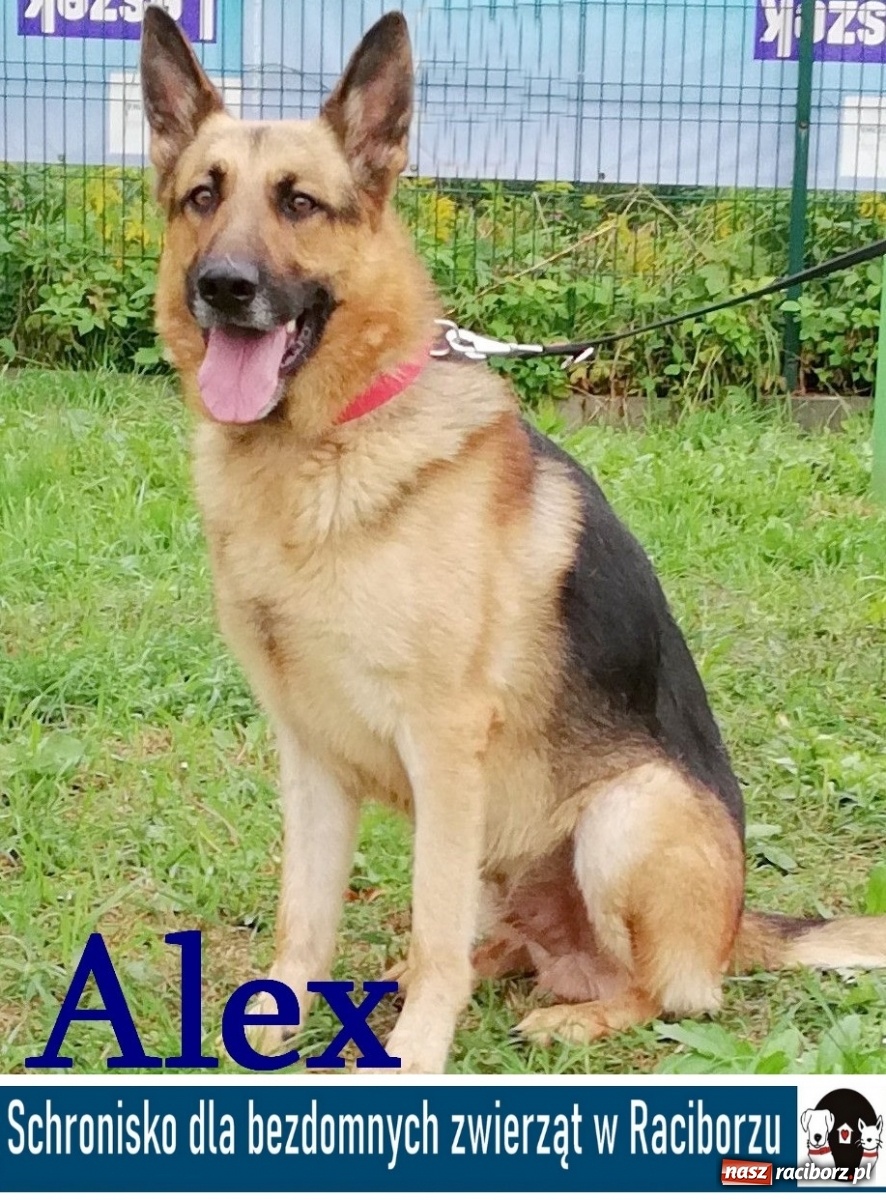 Zdjęcie w galerii na portalu naszraciborz.pl: Diecezjalne LO w Raciborzu pomaga zwierzakom. Dołącz do akcji wiadomości z regionu