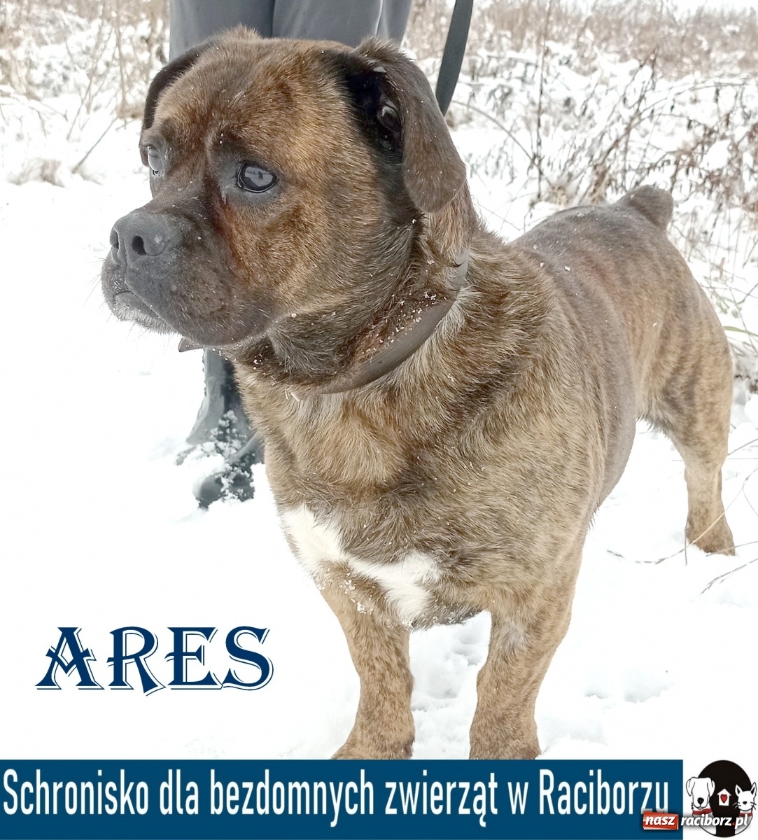 Zdjęcie w galerii na portalu naszraciborz.pl: Diecezjalne LO w Raciborzu pomaga zwierzakom. Dołącz do akcji wiadomości z regionu