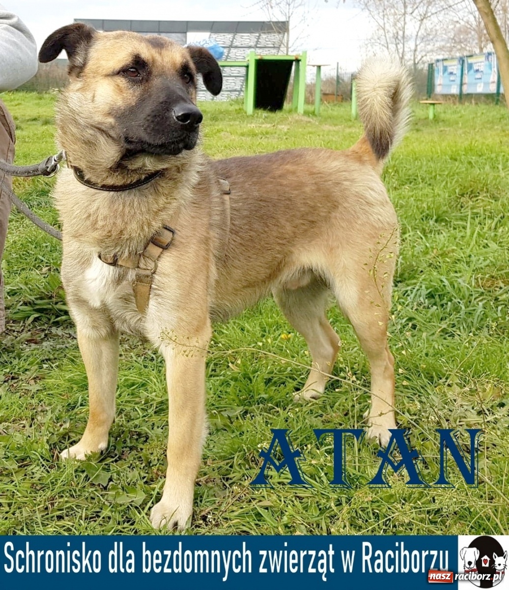 Zdjęcie w galerii na portalu naszraciborz.pl: Diecezjalne LO w Raciborzu pomaga zwierzakom. Dołącz do akcji wiadomości z regionu
