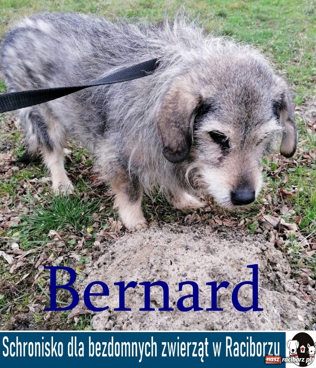 Zdjęcie w galerii na portalu naszraciborz.pl: Diecezjalne LO w Raciborzu pomaga zwierzakom. Dołącz do akcji wiadomości z regionu