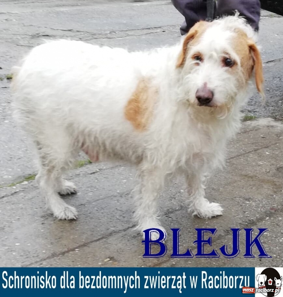 Zdjęcie w galerii na portalu naszraciborz.pl: Diecezjalne LO w Raciborzu pomaga zwierzakom. Dołącz do akcji wiadomości z regionu