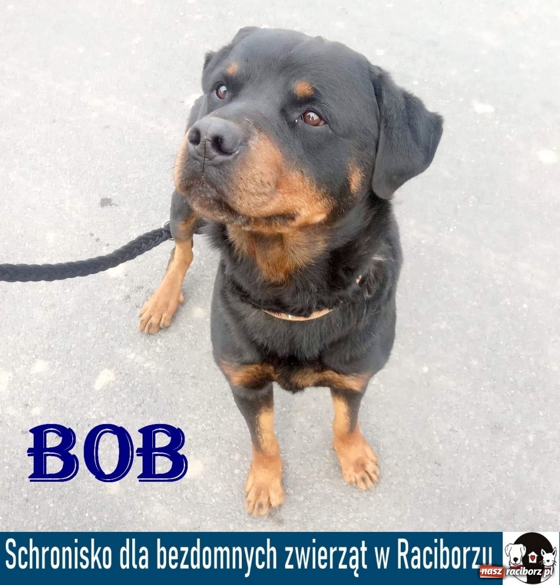 Zdjęcie w galerii na portalu naszraciborz.pl: Diecezjalne LO w Raciborzu pomaga zwierzakom. Dołącz do akcji wiadomości z regionu