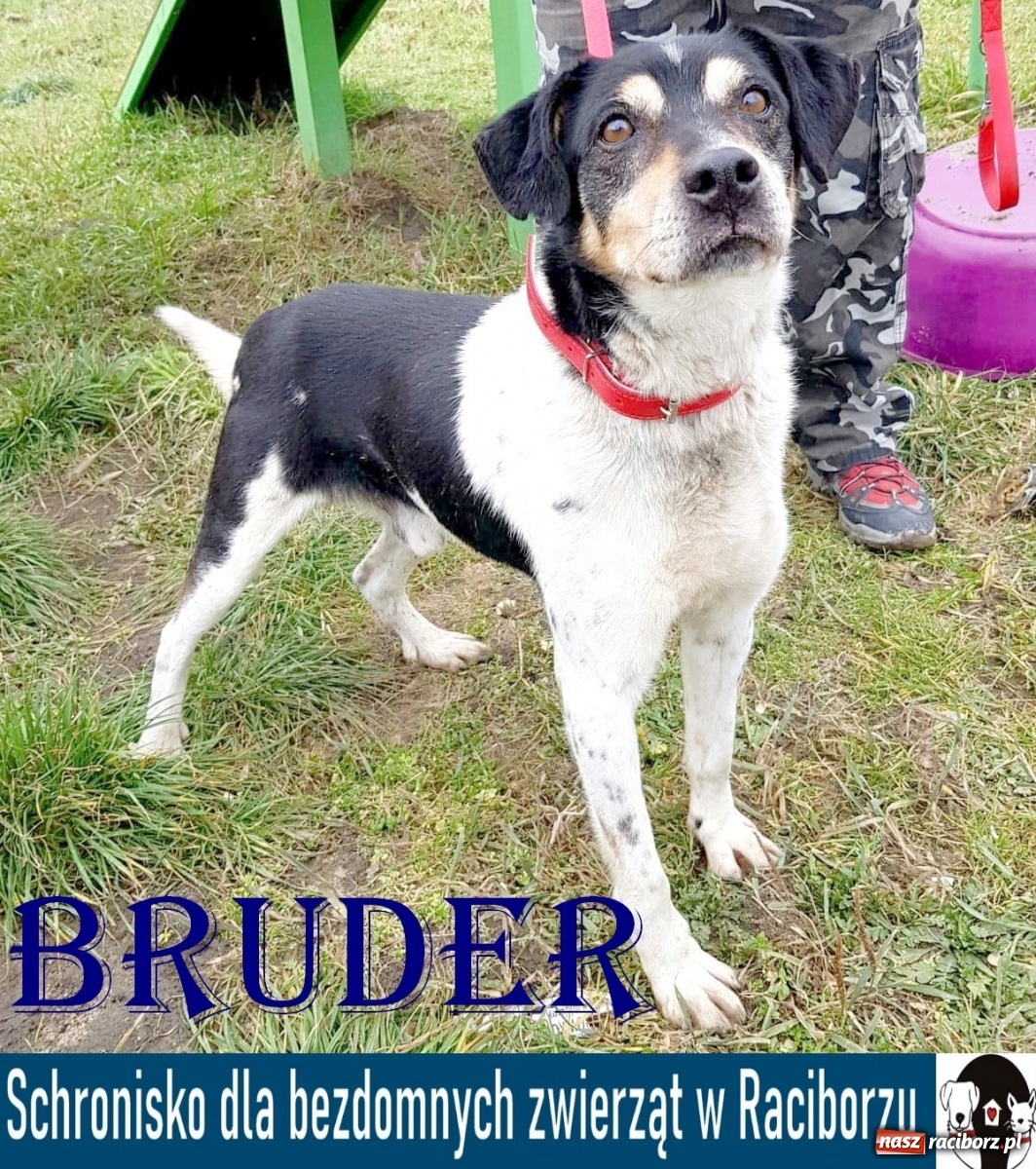 Zdjęcie w galerii na portalu naszraciborz.pl: Diecezjalne LO w Raciborzu pomaga zwierzakom. Dołącz do akcji wiadomości z regionu