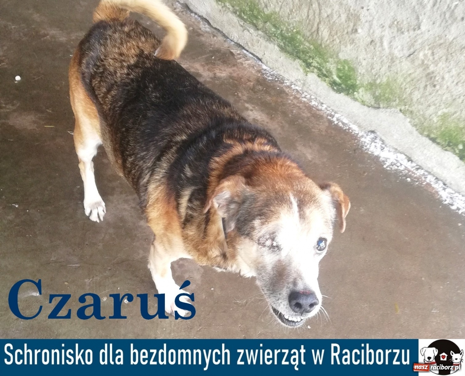 Zdjęcie w galerii na portalu naszraciborz.pl: Diecezjalne LO w Raciborzu pomaga zwierzakom. Dołącz do akcji wiadomości z regionu