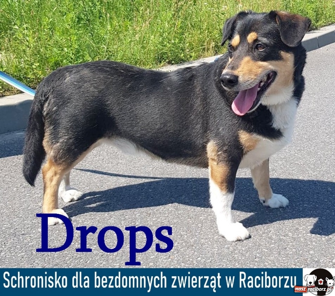 Zdjęcie w galerii na portalu naszraciborz.pl: Diecezjalne LO w Raciborzu pomaga zwierzakom. Dołącz do akcji wiadomości z regionu