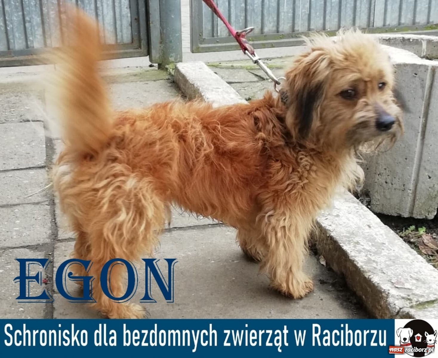 Zdjęcie w galerii na portalu naszraciborz.pl: Diecezjalne LO w Raciborzu pomaga zwierzakom. Dołącz do akcji wiadomości z regionu