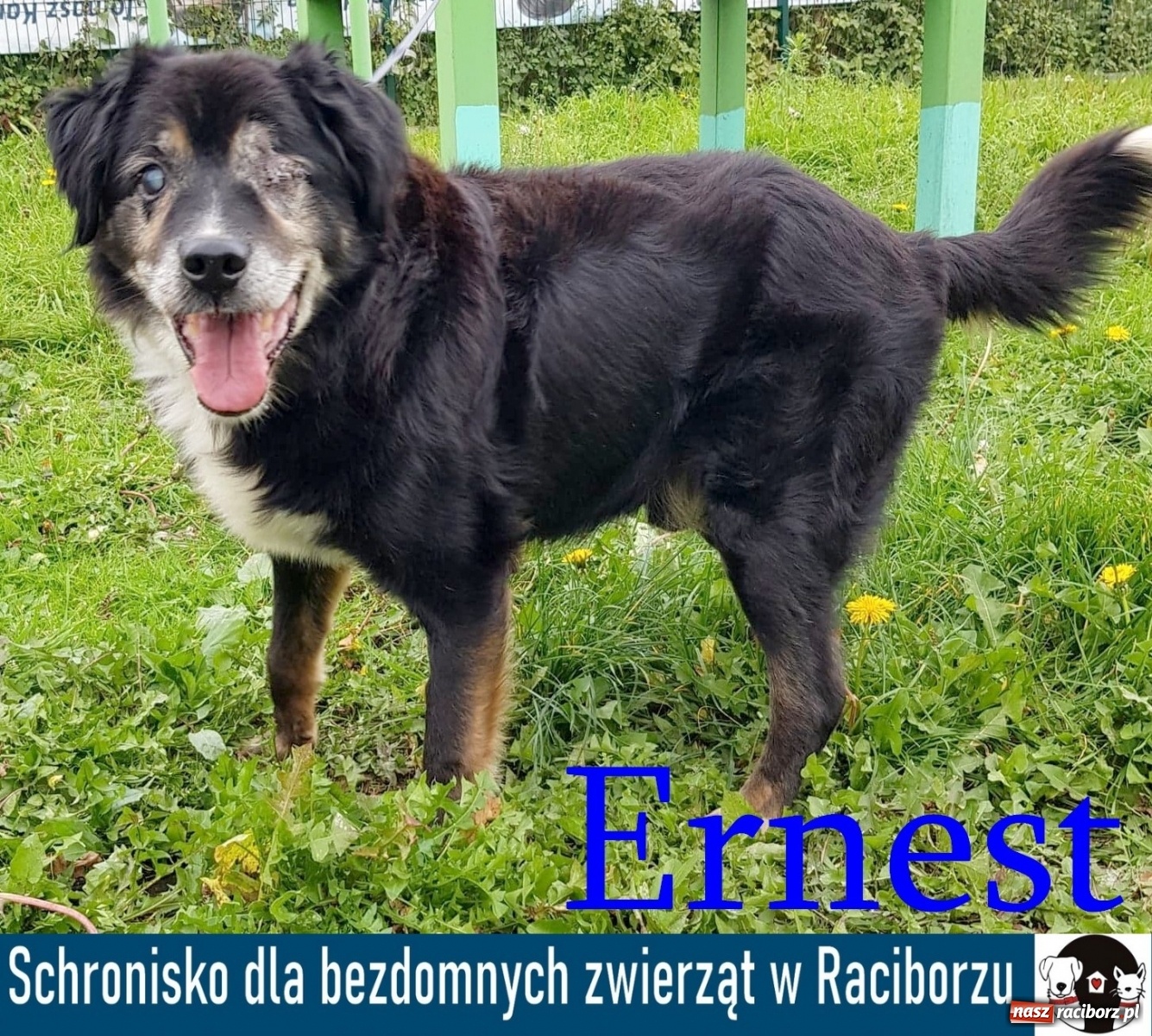 Zdjęcie w galerii na portalu naszraciborz.pl: Diecezjalne LO w Raciborzu pomaga zwierzakom. Dołącz do akcji wiadomości z regionu