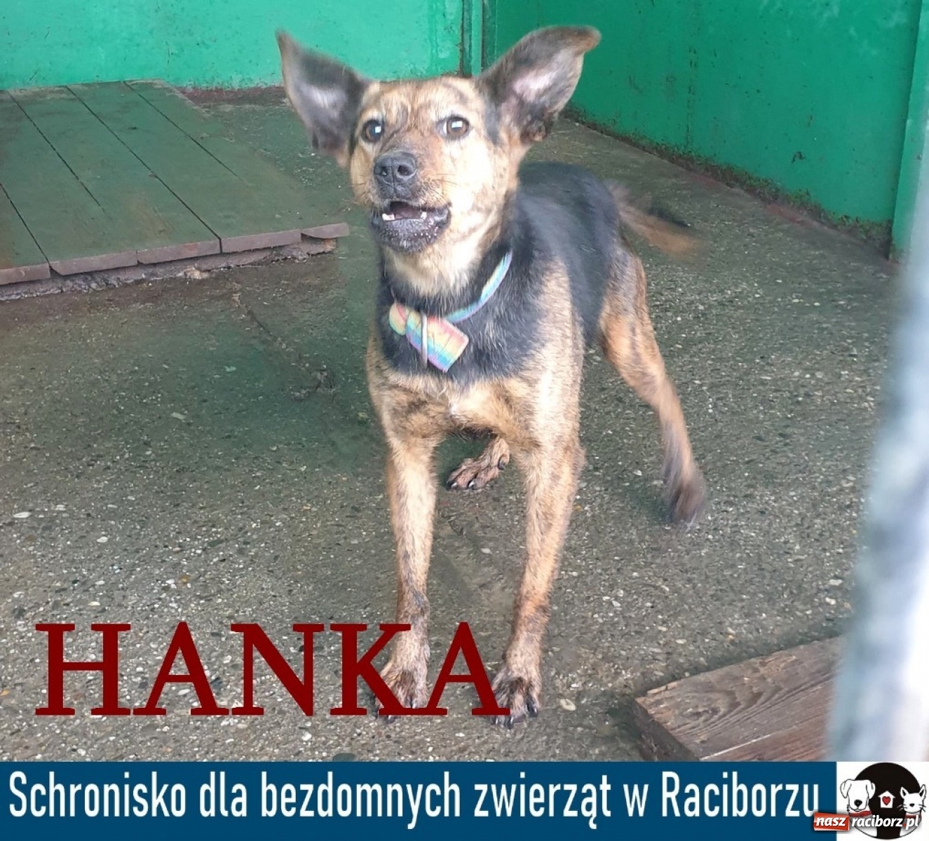 Zdjęcie w galerii na portalu naszraciborz.pl: Diecezjalne LO w Raciborzu pomaga zwierzakom. Dołącz do akcji wiadomości z regionu