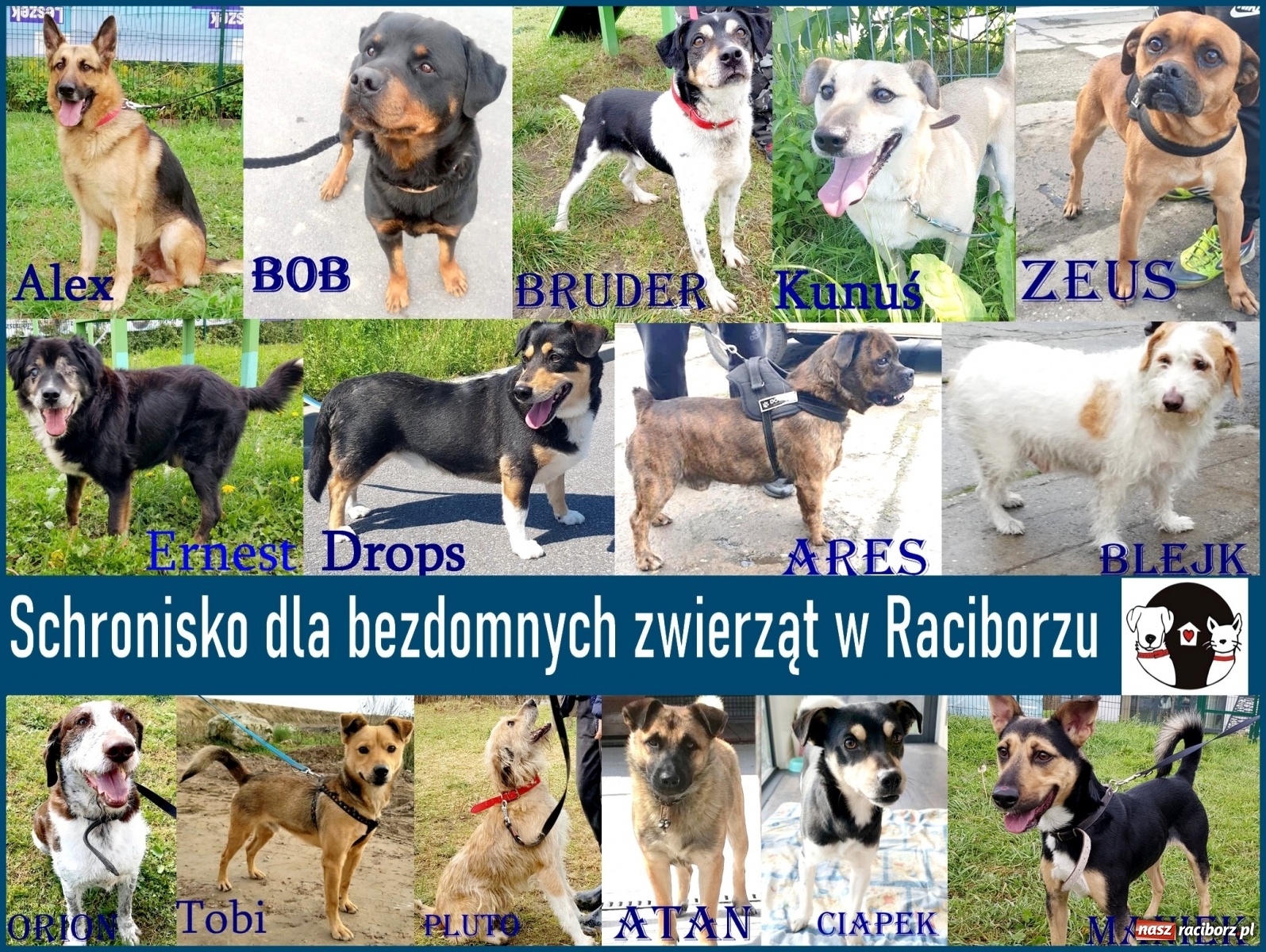 Zdjęcie w galerii na portalu naszraciborz.pl: Diecezjalne LO w Raciborzu pomaga zwierzakom. Dołącz do akcji wiadomości z regionu