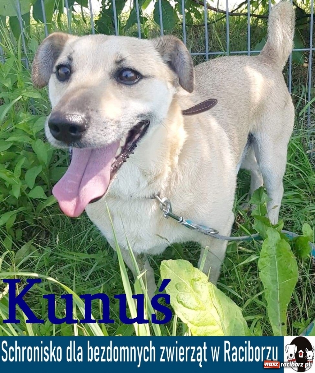 Zdjęcie w galerii na portalu naszraciborz.pl: Diecezjalne LO w Raciborzu pomaga zwierzakom. Dołącz do akcji wiadomości z regionu