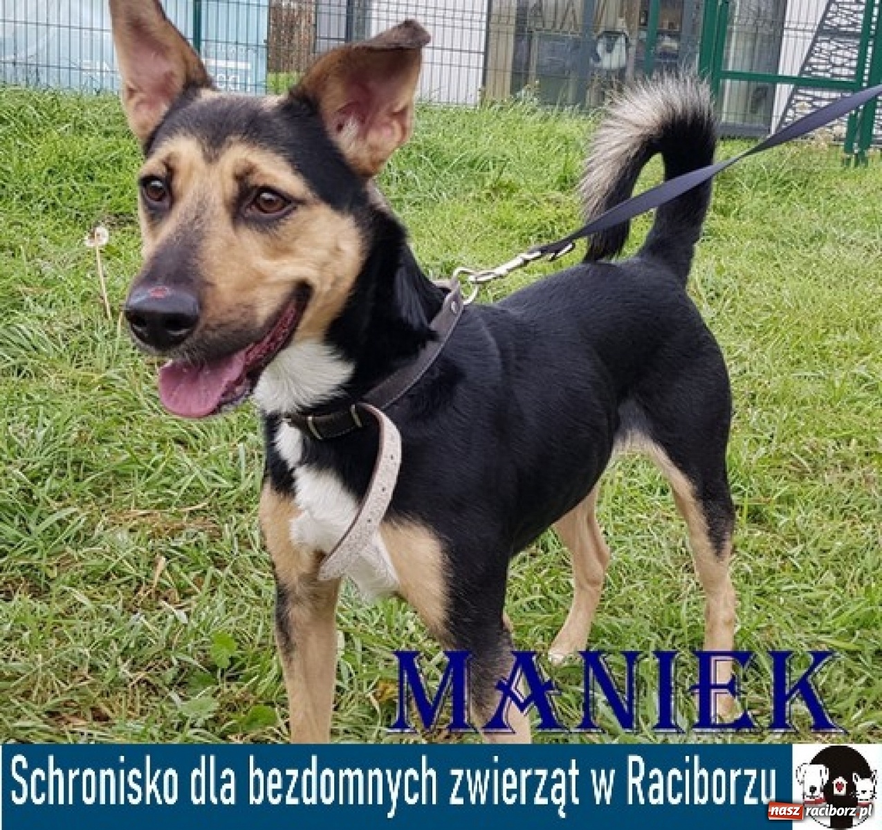 Zdjęcie w galerii na portalu naszraciborz.pl: Diecezjalne LO w Raciborzu pomaga zwierzakom. Dołącz do akcji wiadomości z regionu