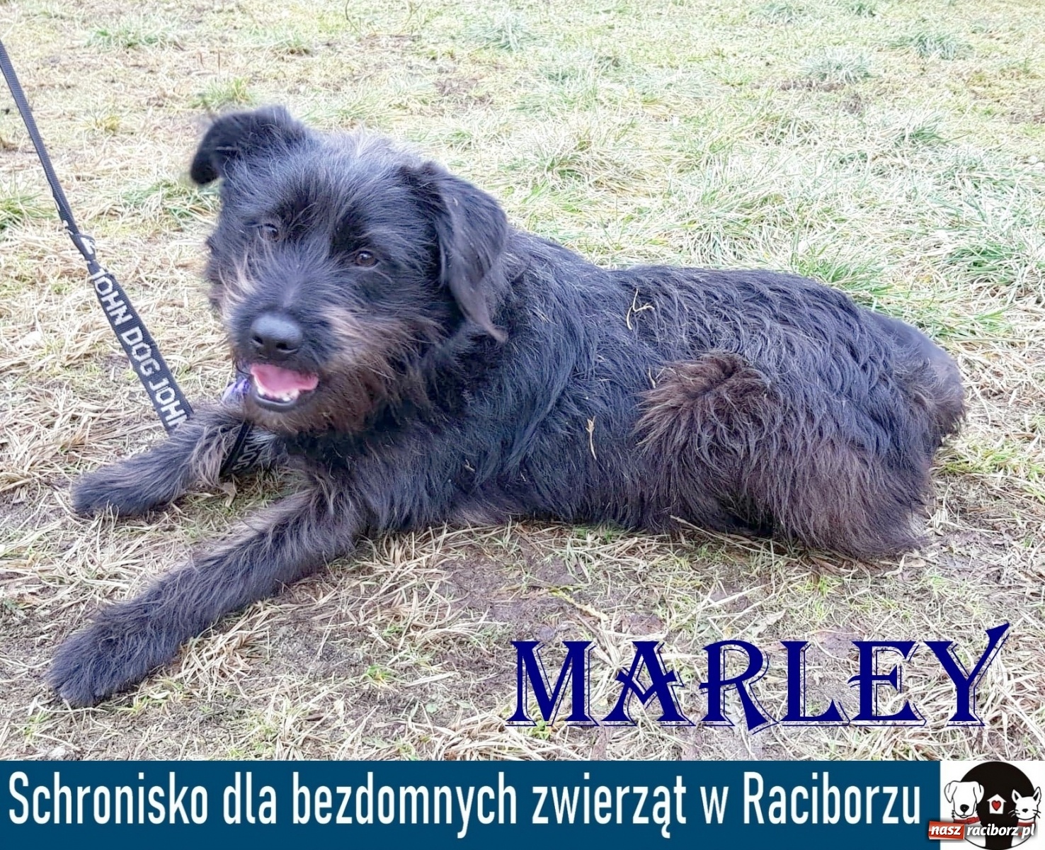 Zdjęcie w galerii na portalu naszraciborz.pl: Diecezjalne LO w Raciborzu pomaga zwierzakom. Dołącz do akcji wiadomości z regionu