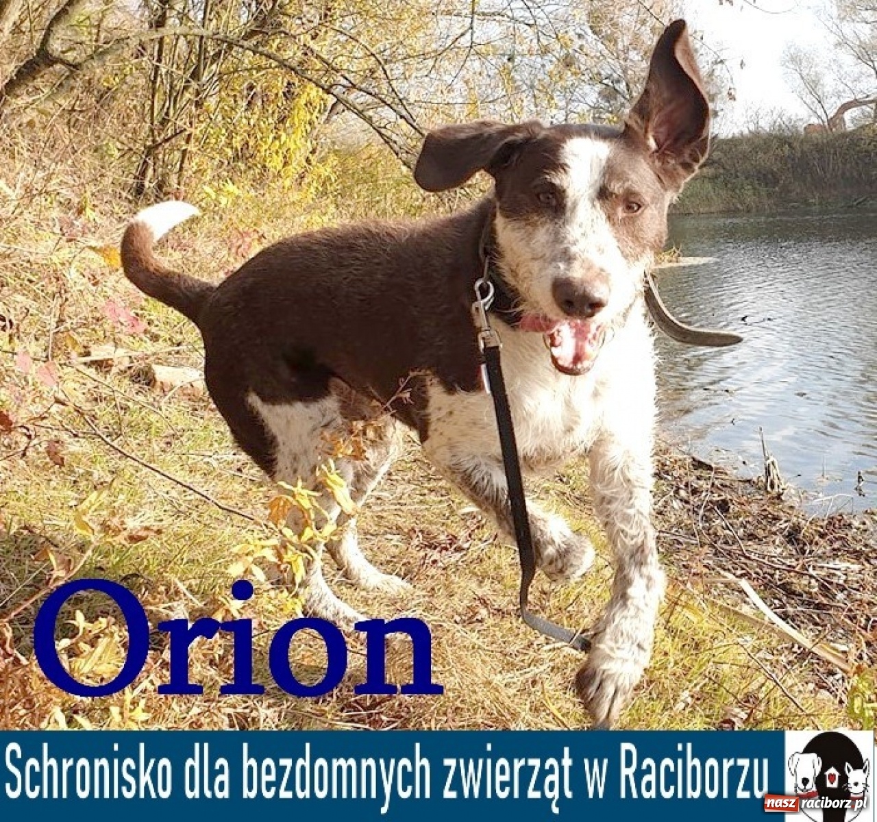 Zdjęcie w galerii na portalu naszraciborz.pl: Diecezjalne LO w Raciborzu pomaga zwierzakom. Dołącz do akcji wiadomości z regionu
