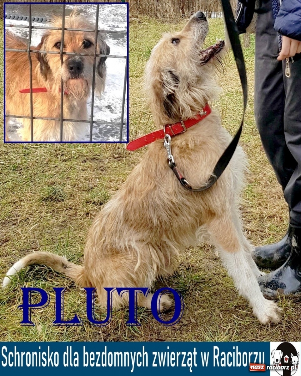 Zdjęcie w galerii na portalu naszraciborz.pl: Diecezjalne LO w Raciborzu pomaga zwierzakom. Dołącz do akcji wiadomości z regionu