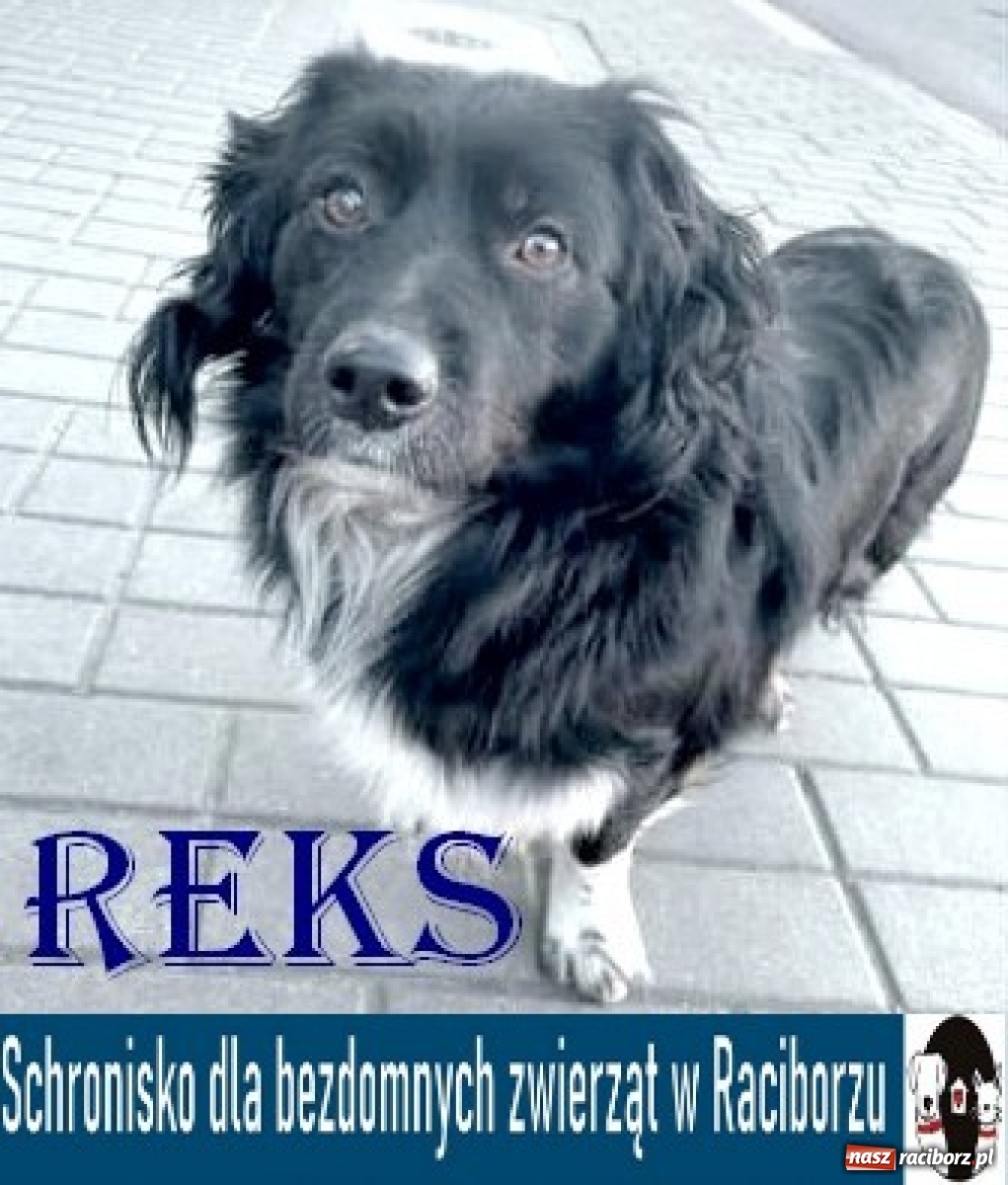 Zdjęcie w galerii na portalu naszraciborz.pl: Diecezjalne LO w Raciborzu pomaga zwierzakom. Dołącz do akcji wiadomości z regionu