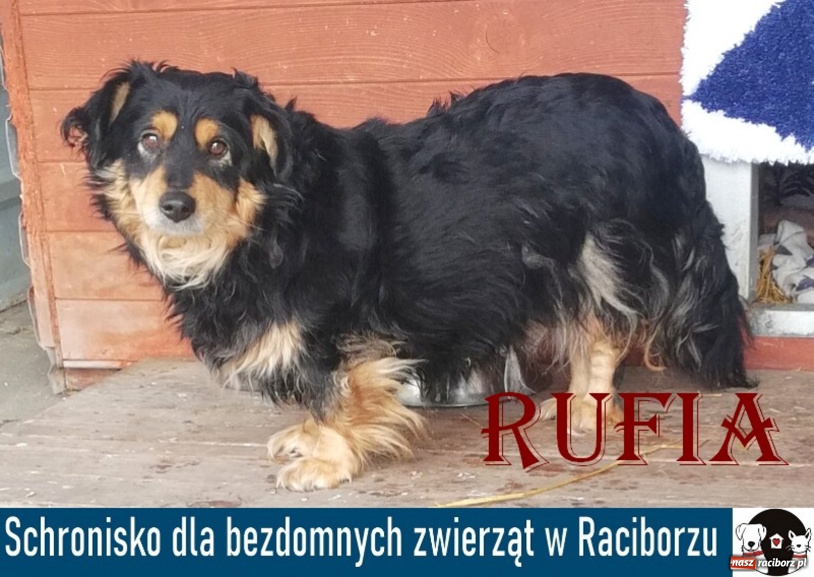 Zdjęcie w galerii na portalu naszraciborz.pl: Diecezjalne LO w Raciborzu pomaga zwierzakom. Dołącz do akcji wiadomości z regionu