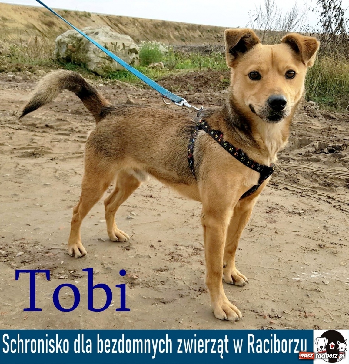 Zdjęcie w galerii na portalu naszraciborz.pl: Diecezjalne LO w Raciborzu pomaga zwierzakom. Dołącz do akcji wiadomości z regionu