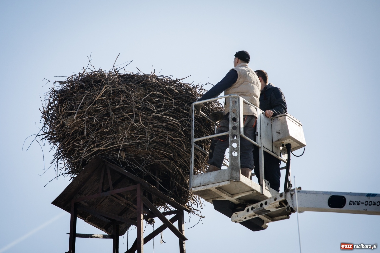 Zdjęcie w galerii na portalu naszraciborz.pl: Strażacy z Gminy Krzanowice pomagają bocianom wiadomości z regionu