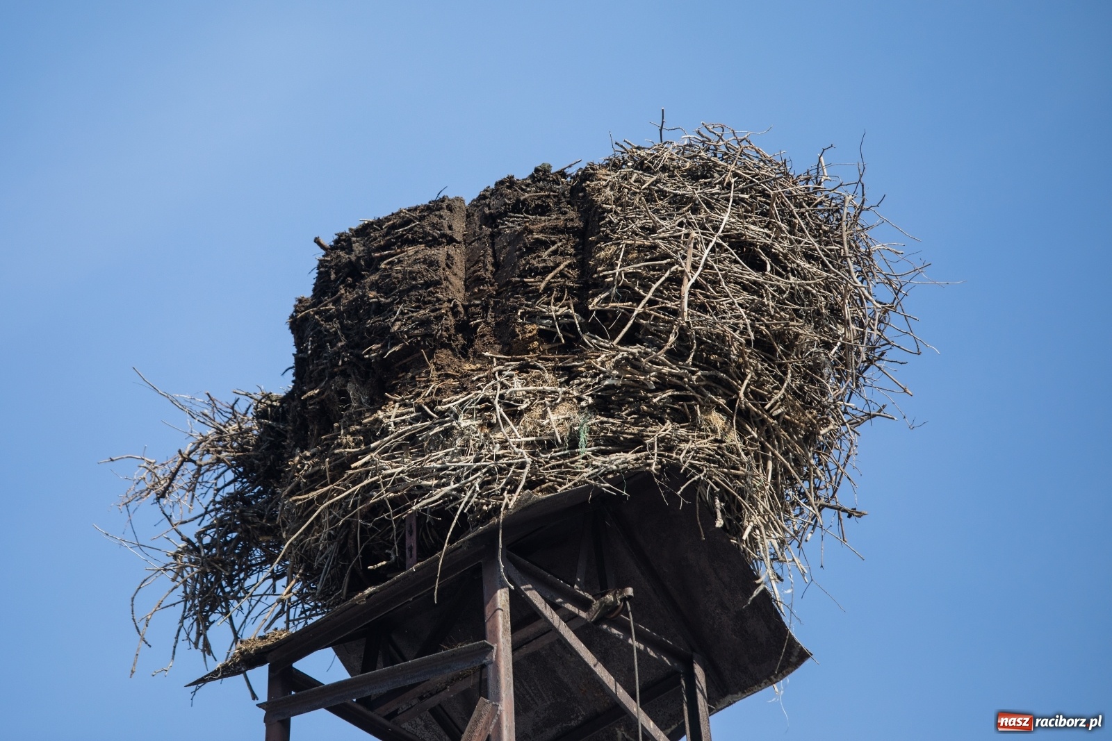Zdjęcie w galerii na portalu naszraciborz.pl: Strażacy z Gminy Krzanowice pomagają bocianom wiadomości z regionu