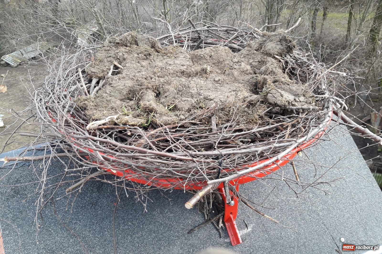 Zdjęcie w galerii na portalu naszraciborz.pl: Strażacy z Gminy Krzanowice pomagają bocianom wiadomości z regionu