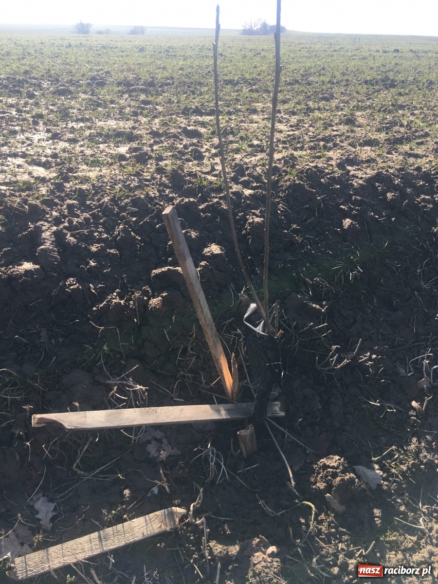 Zdjęcie w galerii na portalu naszraciborz.pl: Wandale znów zaatakowali sadzonki drzew wiadomości z regionu