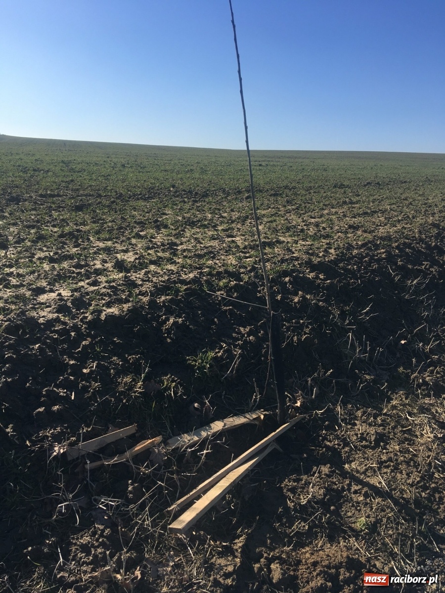 Zdjęcie w galerii na portalu naszraciborz.pl: Wandale znów zaatakowali sadzonki drzew wiadomości z regionu