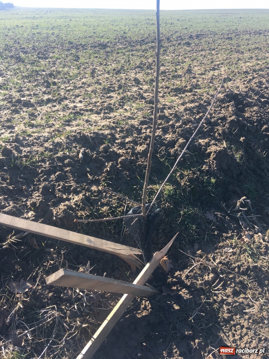 Zdjęcie w galerii na portalu naszraciborz.pl: Wandale znów zaatakowali sadzonki drzew wiadomości z regionu