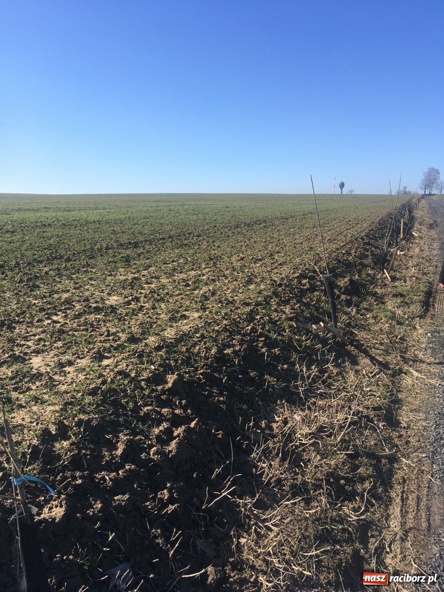 Zdjęcie w galerii na portalu naszraciborz.pl: Wandale znów zaatakowali sadzonki drzew wiadomości z regionu