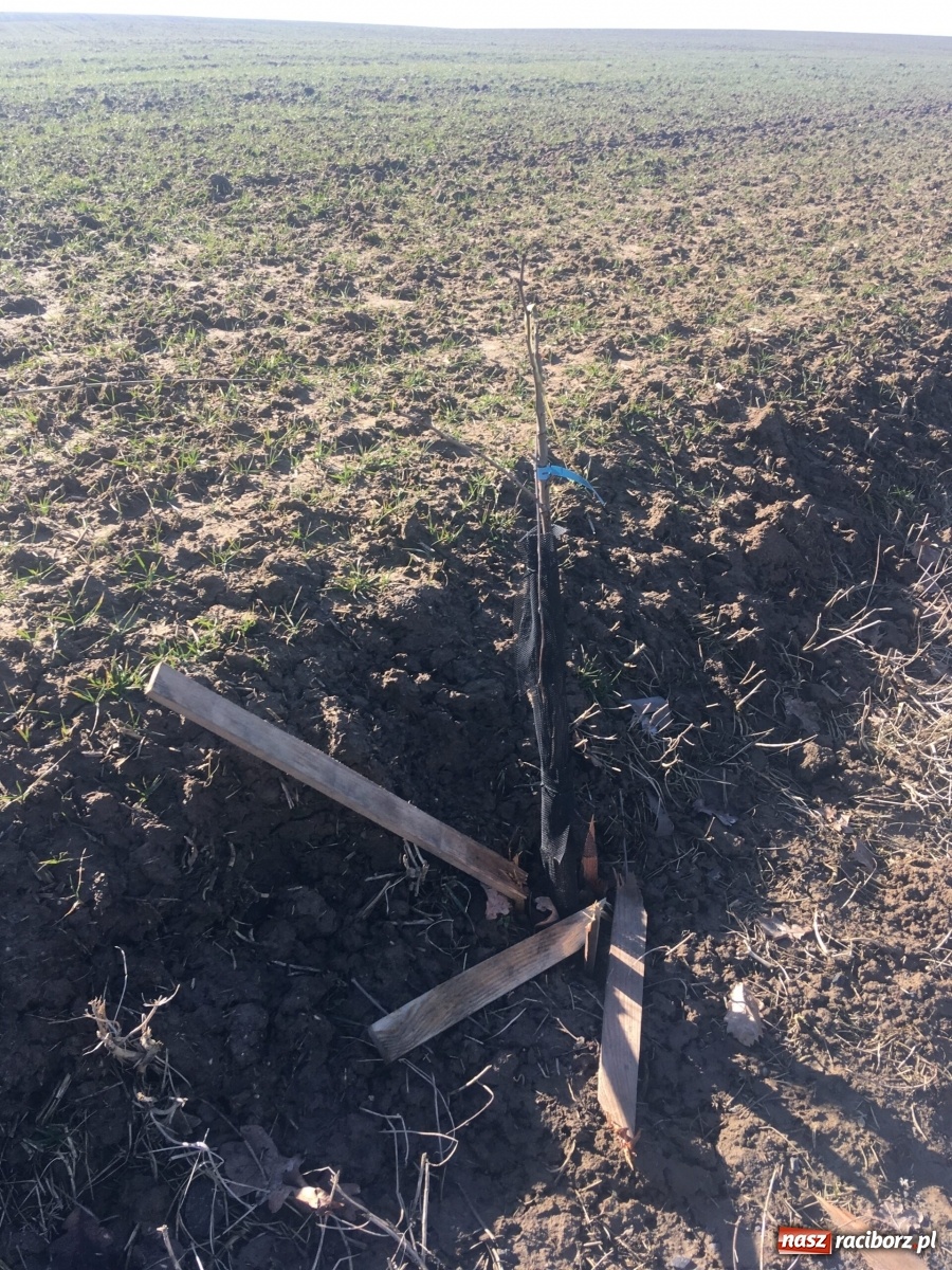 Zdjęcie w galerii na portalu naszraciborz.pl: Wandale znów zaatakowali sadzonki drzew wiadomości z regionu